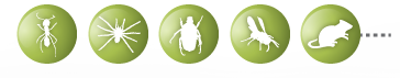 Ants, spiders, roaches, rodents, mice, rats and more.