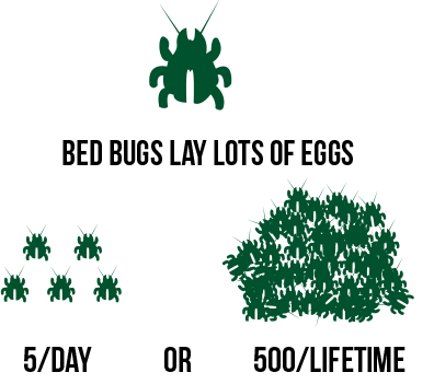 A bed bug's lifetime/reproductive cycle